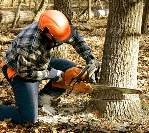 Tree Removal in Baltic, SD